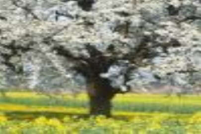 ''Hıdırellez'' UNESCO listesine girme yolunda