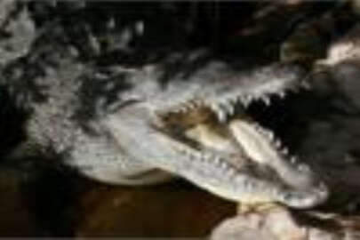 Avrupa’nın en büyük timsah çiftliği Yalta’da açılıyor