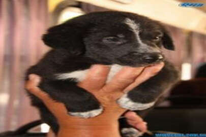 Yavru köpeği kurtararak hayal ettiği işi buldu