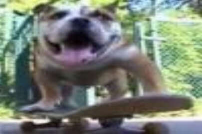 Kaykaycı köpek görenleri şaşırıyor (VİDEO)