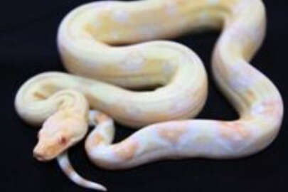 Kırım’da albino boa yılanı sevinci