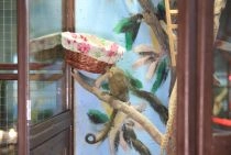 Kezlev tropik parkında cüce ipek maymunu yavrusu sevinci