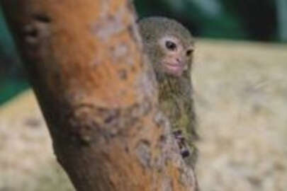 Kezlev Tropik Parkı’nın yeni maskotu cüce ipek maymunu