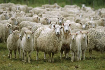 Kırım’da et üretimi düştü