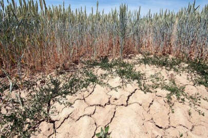 Kırımlı tarımcıların susuzluktan dolayı uğradığı kayıplar