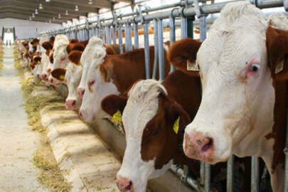 "Ukrayna Canlı Hayvan ve Et Raporu" yayımlandı