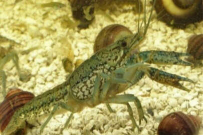 Erkeği olmadan üreyebilen mutant kerevit dünyayı istila edebilir