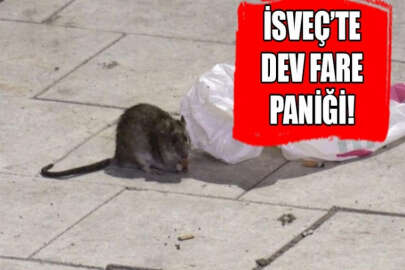 İsveç'te "dev fare" paniği!