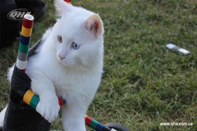 Arka ayakları tutmayan engelli kedi “Koca Kafa”nın hikayesi