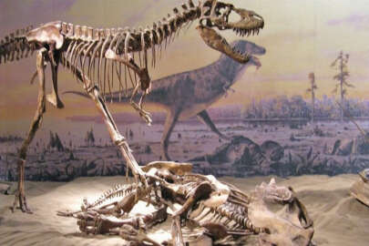 İç Moğolistan'da 120 milyon yıllık dinozor kalıntısı bulundu