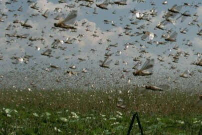 İşgal altındaki Kırım'da çekirge istilası