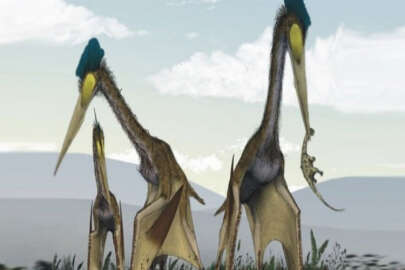 İşgal altındaki Kırım'da yasa dışı kazılar: Bir mağarada dev kuş fosilleri bulundu