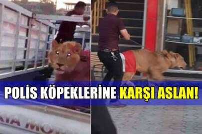 Irak'ta eylemciler, polis köpeklerine karşı "aslan" getirdi!