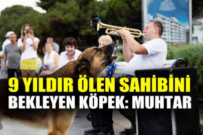 Yalta'da ölen sahibini 9 yıldır bekleyen köpek "Muhtar" görenleri şaşırtıyor