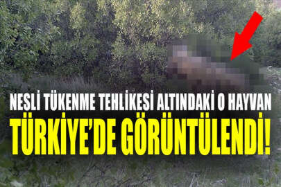 Kahramanmaraş'ta çizgili sırtlan görüntülendi!