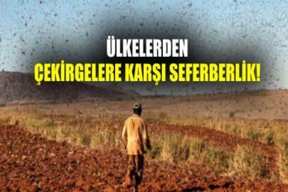 Türkmenistan, Özbekistan, Kazakistan ve Tacikistan'da çekirge istilası