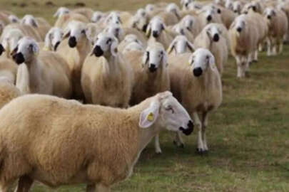 Kırım Derneği Gebze Şubesinden kurban bağışı duyurusu