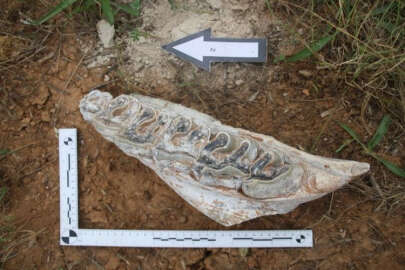 Türkiye’de merak uyandıran keşif: 8 milyon yıllık hayvan fosilleri bulundu