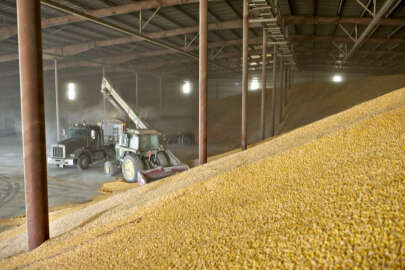 Kırım'ın işgalci Rus yönetimi, Ukrayna tahıl ürünlerinin çalındığını kabul etti