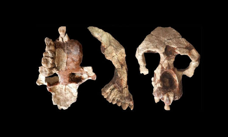 Çankırı’da Afrika homininlerinin atası (Paleontoloji)