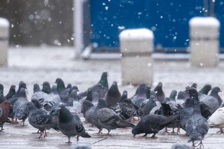 Özbekistan'dan kış manzaraları
