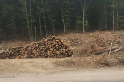 Rus işgali altındaki Kırım’da yol genişletme adı altında ağaç katliamı!