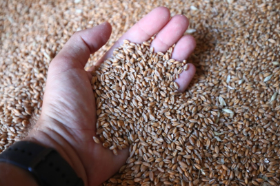 Rusya tahıl çalıyor: İşgal altındaki bölgelerde halk yemlik tahılla ekmek üretiyor