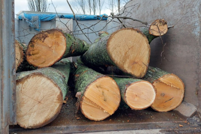 Kırım’da ekolojik talan derinleşiyor: Ağaçlar Rus ordusu için kesiliyor