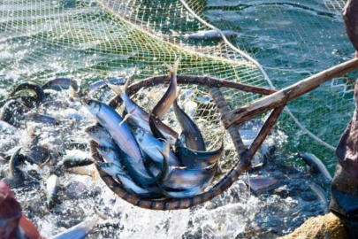 İşgalin acı bilançosu: Kırım'da balıkçılık üç kat azaldı