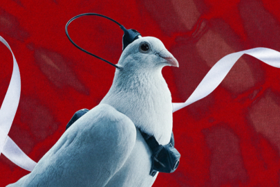 Rus şirketinden ürkütücü proje: Güvercinlere çip takıp “biyodron” yapacaklar