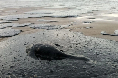 Kırım’da yeni çevre felaketi: Rus mazotunun sızıntısı ekosistemi tehdit ediyor!
